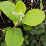 Lonicera caprifolium Leaf