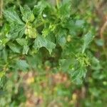 Baccharis pilularis Leaf