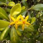 Corokia × virgataफूल