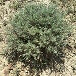 Artemisia herba-alba برگ