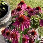 Echinacea angustifolia Цвят