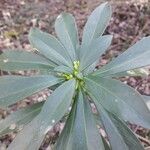 Daphne laureola Leaf