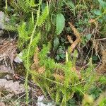 Lycopodium annotinum Foglia