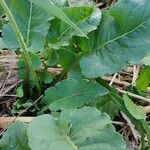 Chaptalia nutans Yaprak