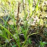 Carex vesicaria Flor
