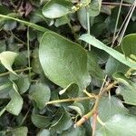 Ceanothus velutinusFolio