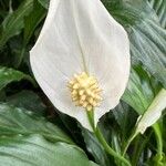 Spathiphyllum wallisii Blüte