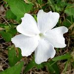 Thunbergia laevis Flower