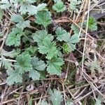 Potentilla anglica 叶