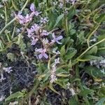 Chorispora tenella Квітка