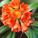 Clivia × cyrtanthiflora Blomma