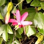 Passiflora manicata Blatt