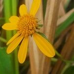 Aspilia pluriseta 花