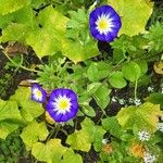 Convolvulus tricolor Flor