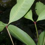 Ixora nicaraguensis Leaf