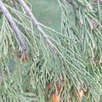 Calocedrus decurrens ഇല