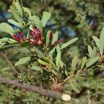 Tapinanthus globiferus Fiore