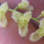 Stelis gelida Cvet