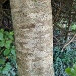 Dendropanax cuneatus Bark