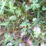 Juncus articulatus Fleur