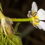 Ranunculus circinatus Кора