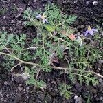 Solanum citrullifolium 形態