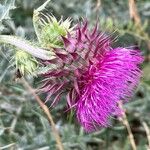 Carduus nutans Lorea