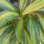 Cordyline fruticosaFolha