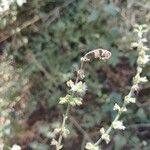 Salvia occidentalis 花