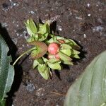 Sabicea calycina Fruto
