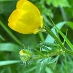 Ranunculus bulbosus पत्ता