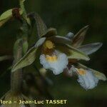 Epipactis palustris Flor