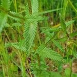 Rhinanthus major Blad