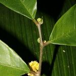 Maquira guianensis Fruit