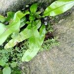 Elaphoglossum succubus Leaf
