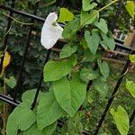 Calystegia silvatica Elinympäristö