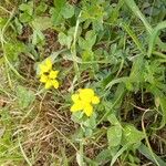 Lotus corniculatusFlor