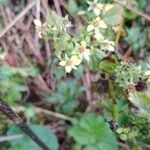 Geum macrophyllum Fula