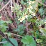 Geum macrophyllum Квітка