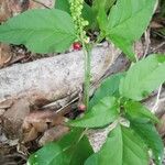 Rivina humilis Fruit