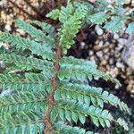 Polystichum luctuosum Folha