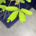 Mimosa pudicaFolla