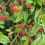 Cotoneaster salicifolius Fruit