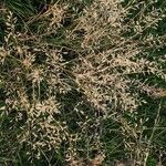 Eragrostis minor 果實