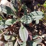 Diatelia tuberaria Likasa