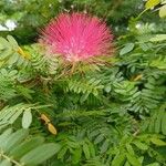 Calliandra surinamensis Fleur