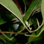 Hieronyma oblonga Otro