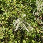 Fallopia baldschuanica Flower