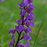 Orchis masculaFlower