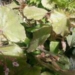 Begonia postarii Leaf